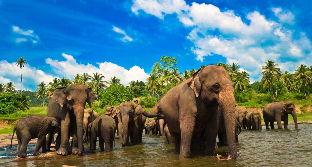 Горящие туры в Шри-Ланку